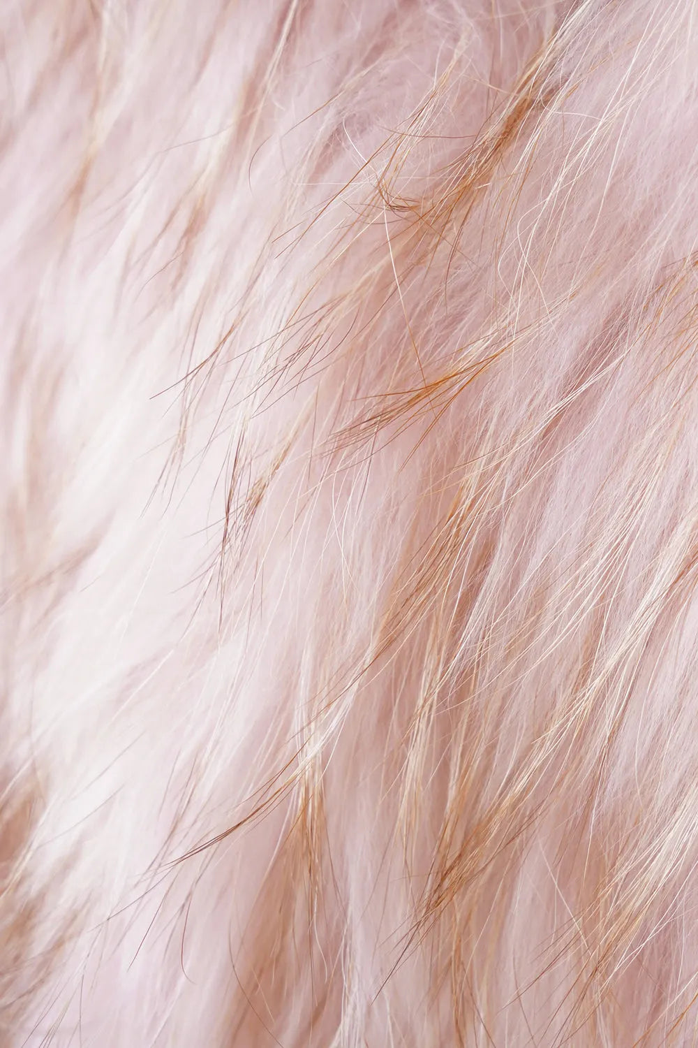 ラクーンファーコート